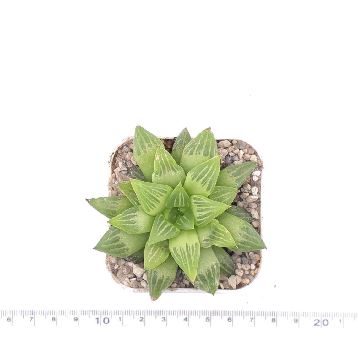 Haworthia turgida | 水晶壽 thumbnail 4