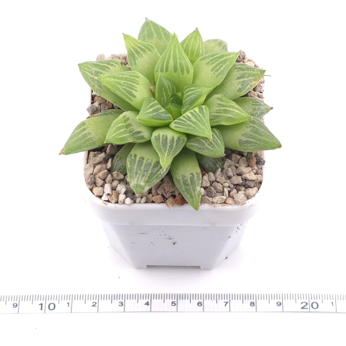 Haworthia turgida | 水晶壽 thumbnail 3