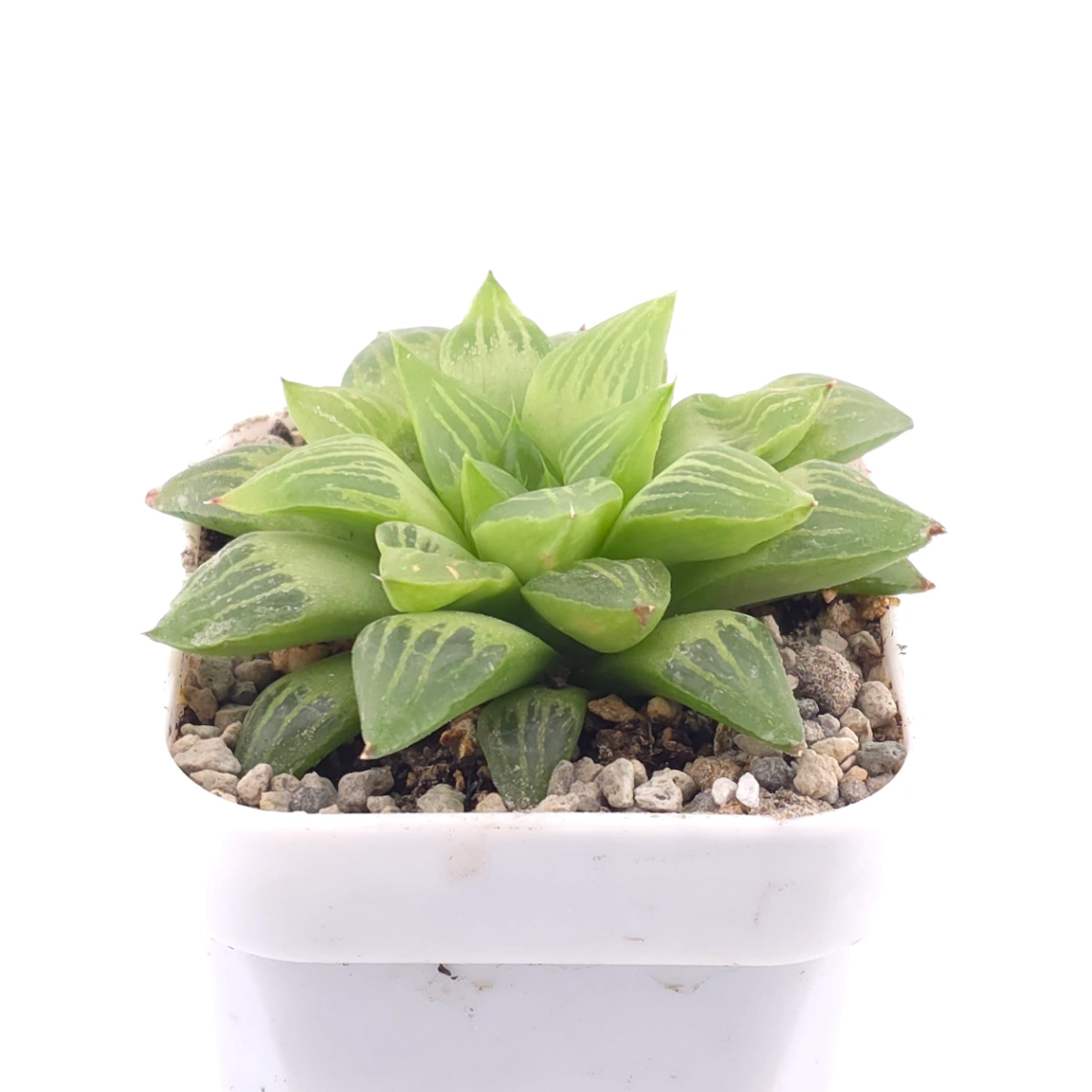 Haworthia turgida | 水晶壽 thumbnail 2