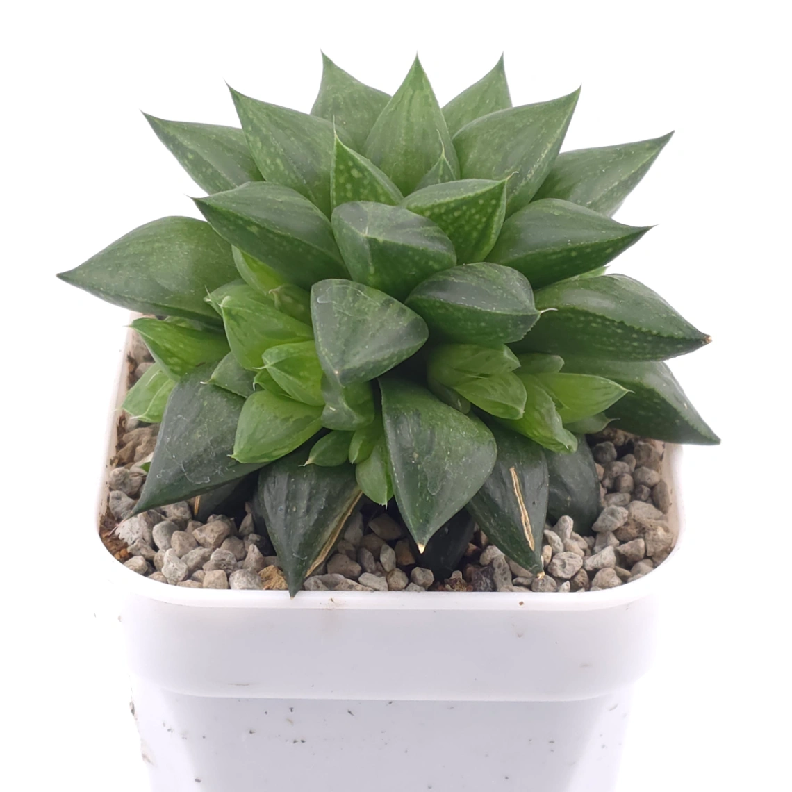 Haworthia venusta (C.L.Scott) M.B.Bayer magnifica | 玉露壽 thumbnail 2