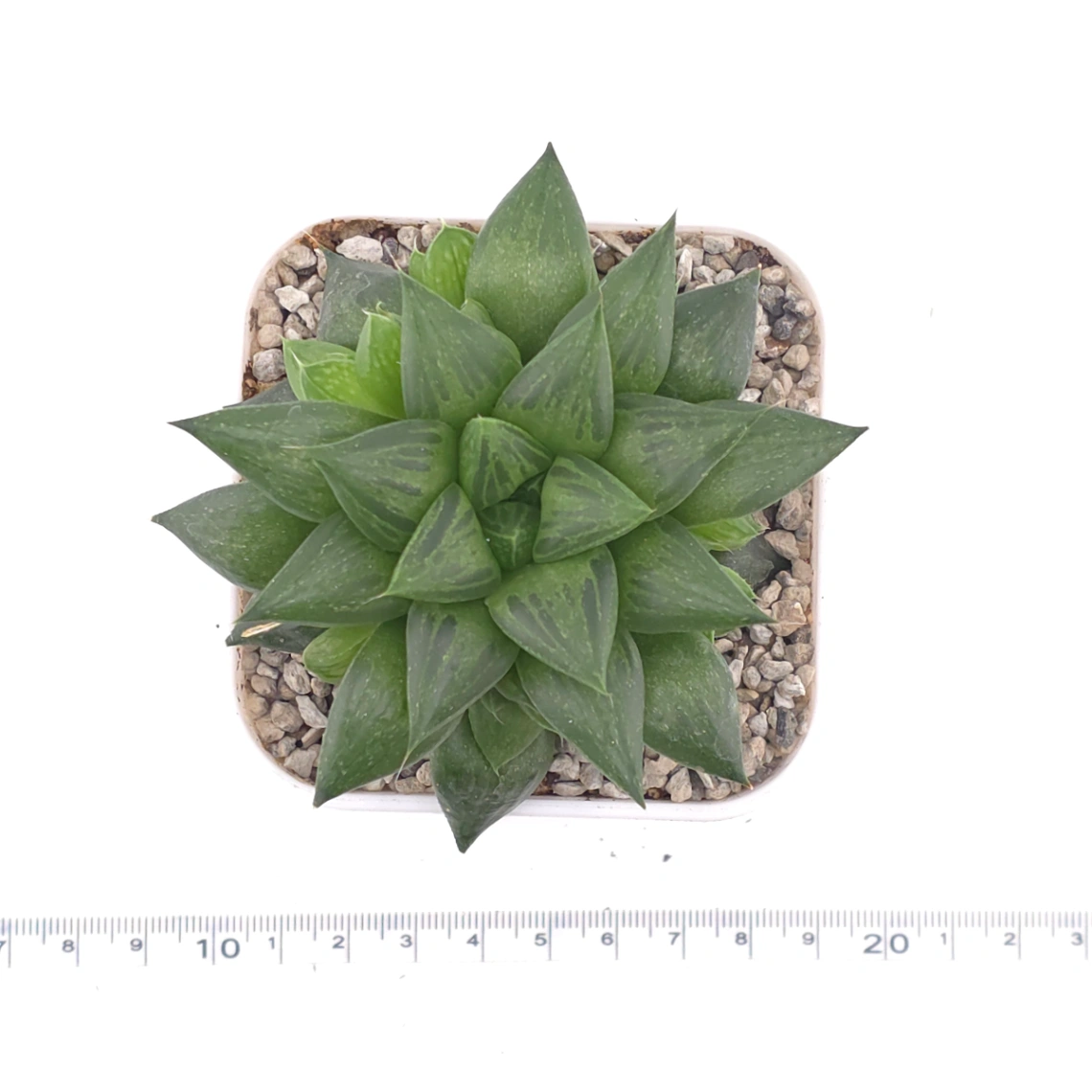 Haworthia venusta (C.L.Scott) M.B.Bayer magnifica | 玉露壽 thumbnail 4