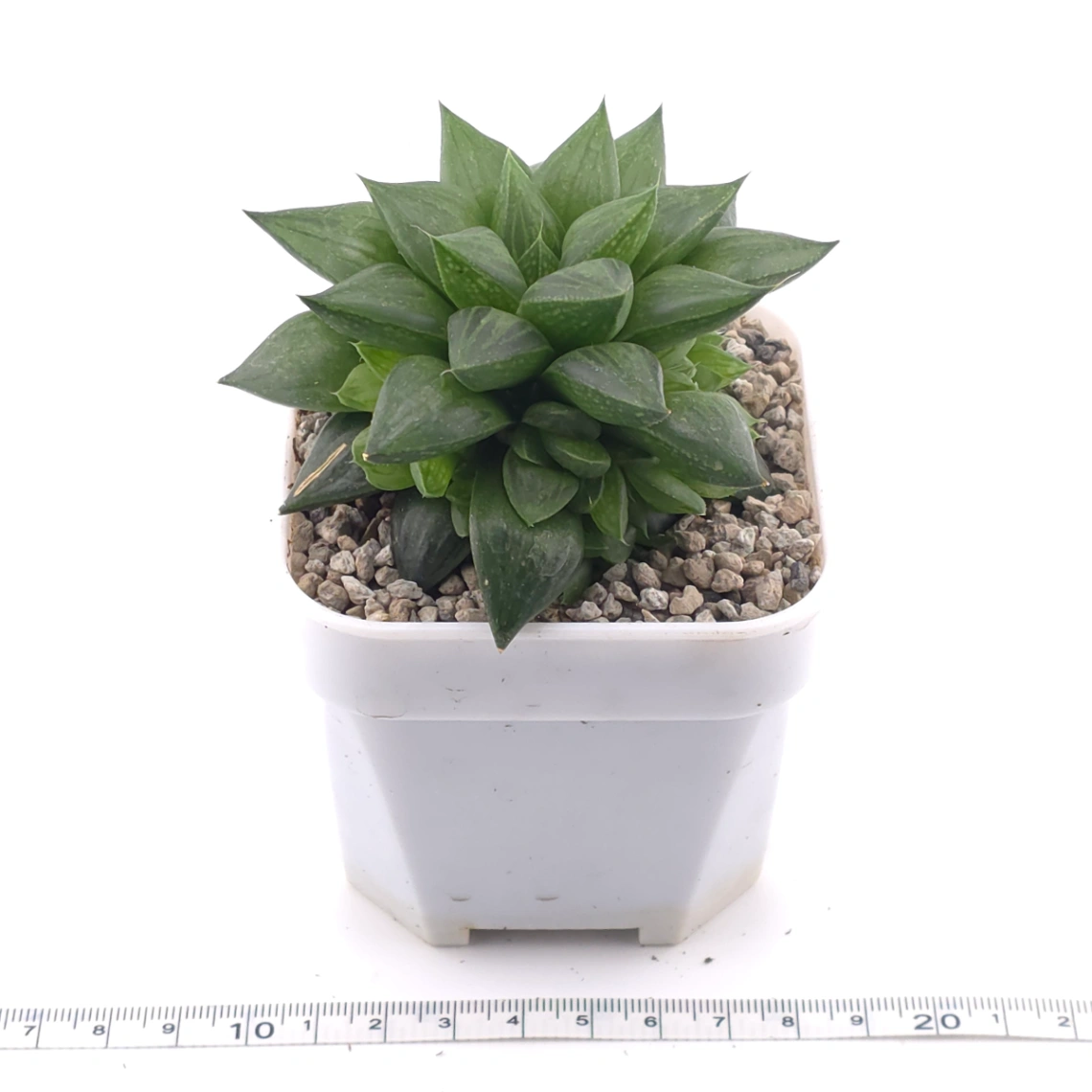 Haworthia venusta (C.L.Scott) M.B.Bayer magnifica | 玉露壽 thumbnail 3