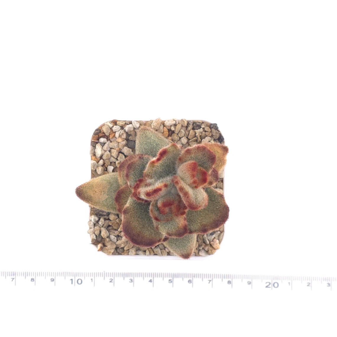 Kalanchoe tomentosa ‘Teddy Bear’ | 泰迪熊 thumbnail 4