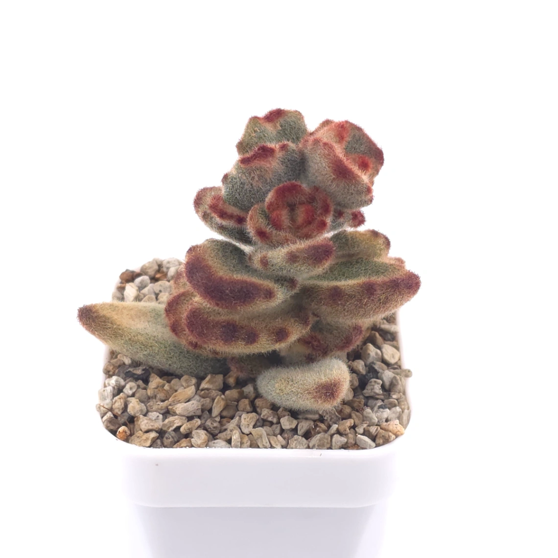 Kalanchoe tomentosa ‘Teddy Bear’ | 泰迪熊 thumbnail 2