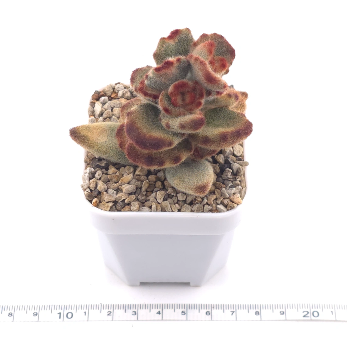 Kalanchoe tomentosa ‘Teddy Bear’ | 泰迪熊 thumbnail 3