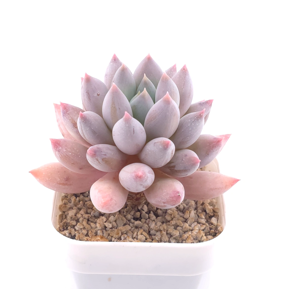 Pachyphytum ‘Angel's Finger’ | 所羅門 thumbnail 2