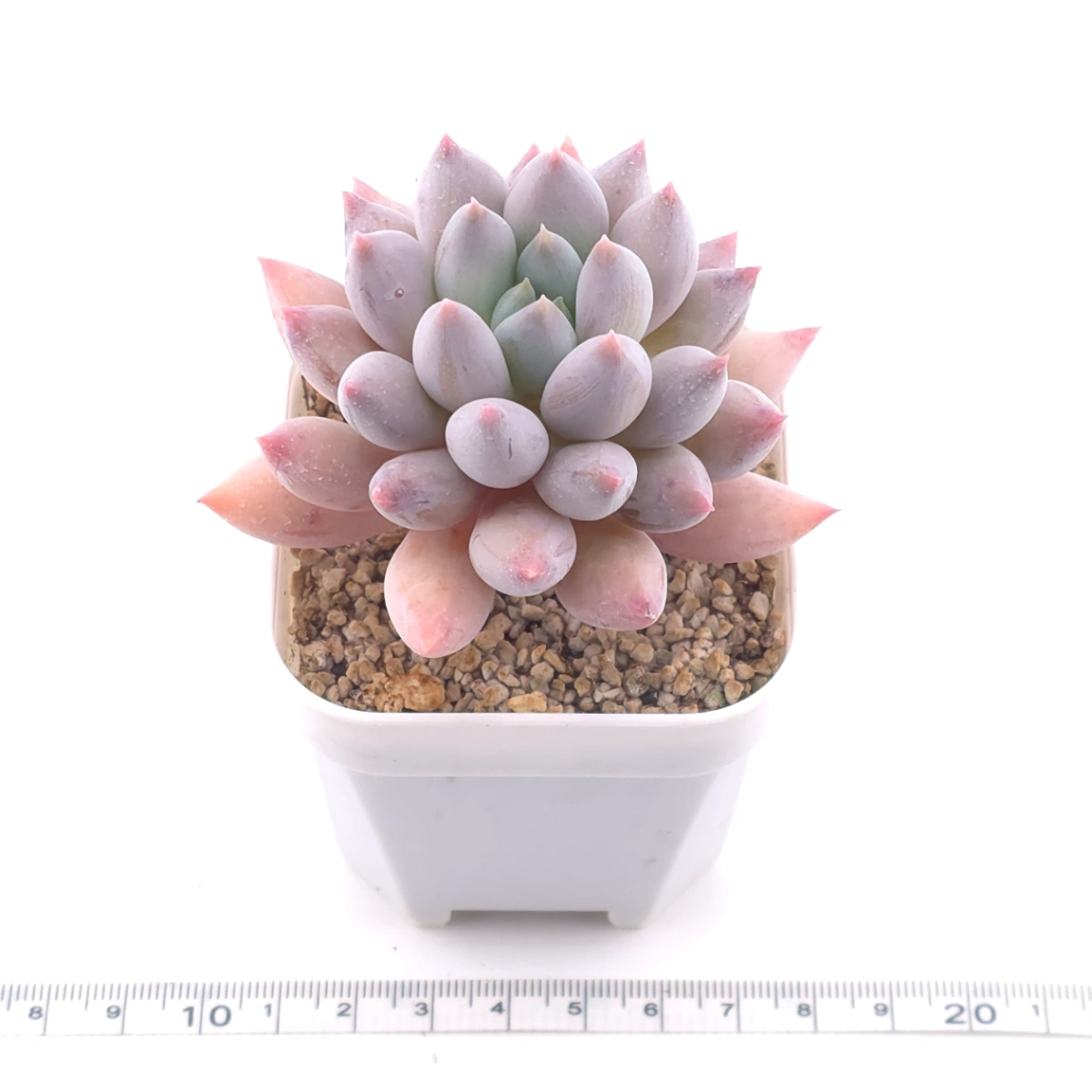 Pachyphytum ‘Angel's Finger’ | 所羅門 thumbnail 3