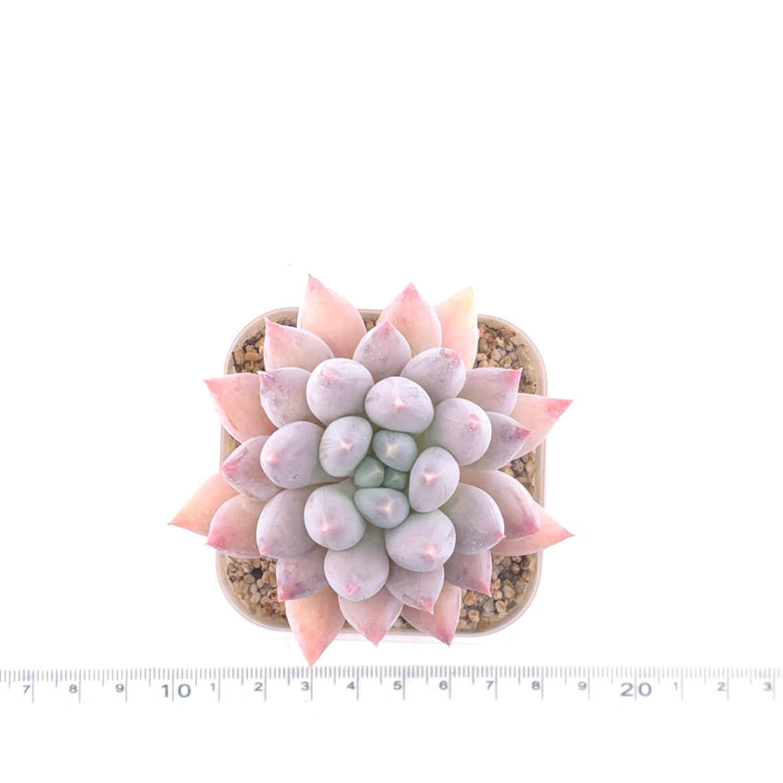 Pachyphytum ‘Angel's Finger’ | 所羅門 thumbnail 4