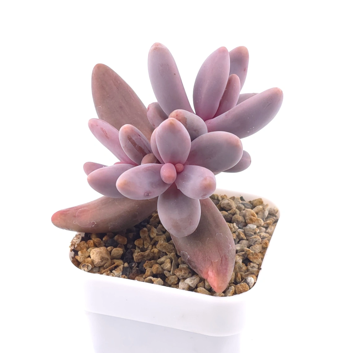 Pachyphytum ‘Ganzhou’ silk variegated | 紅手指錦 thumbnail 2