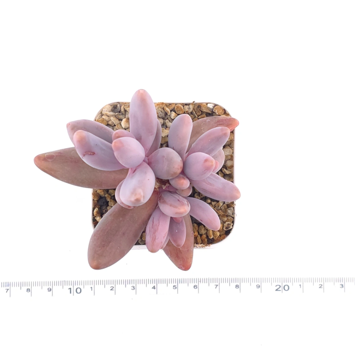 Pachyphytum ‘Ganzhou’ silk variegated | 紅手指錦 thumbnail 4