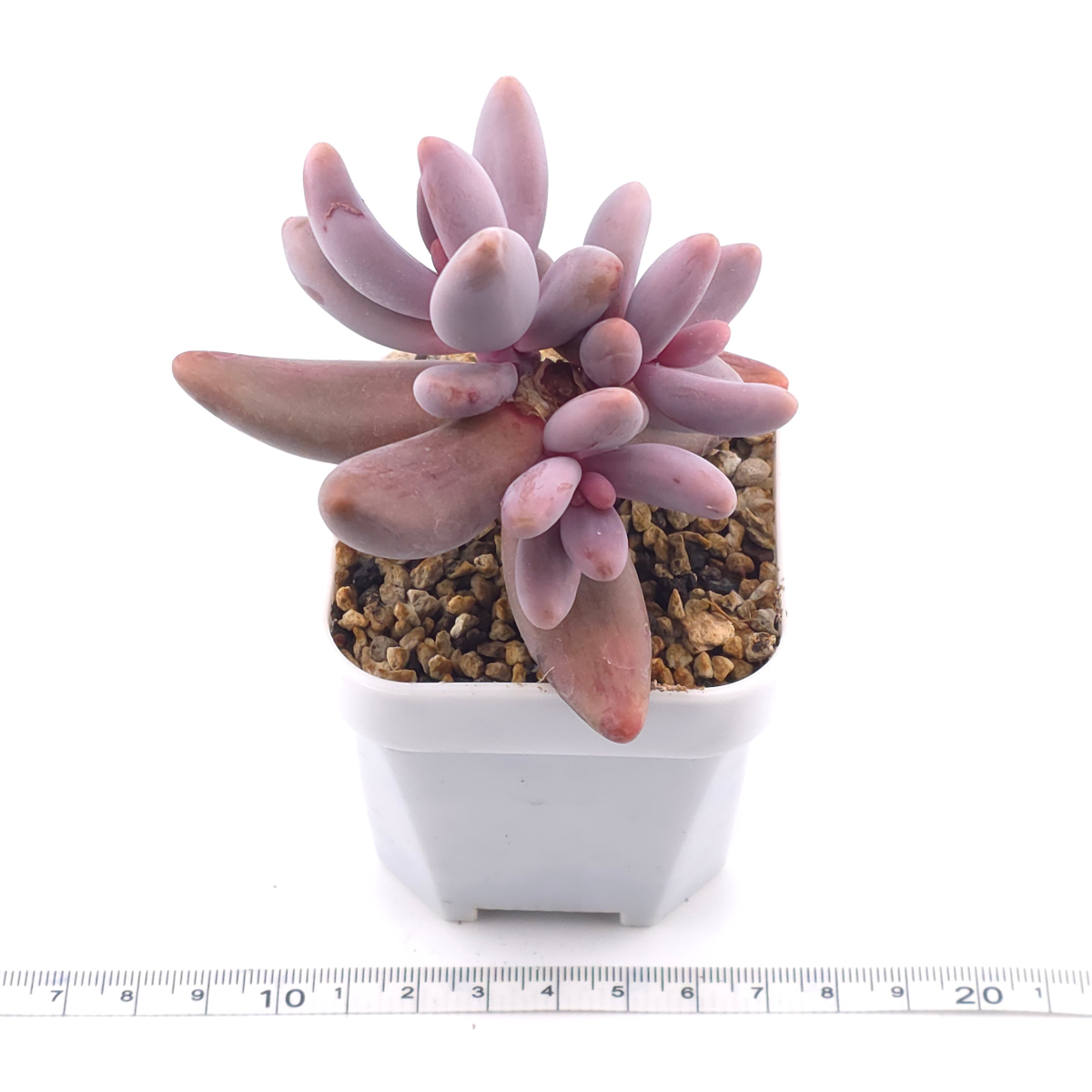 Pachyphytum ‘Ganzhou’ silk variegated | 紅手指錦 thumbnail 3