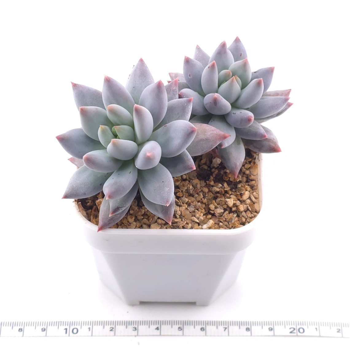 Pachyphytum ‘Hana Byul’ | 星玉 thumbnail 3