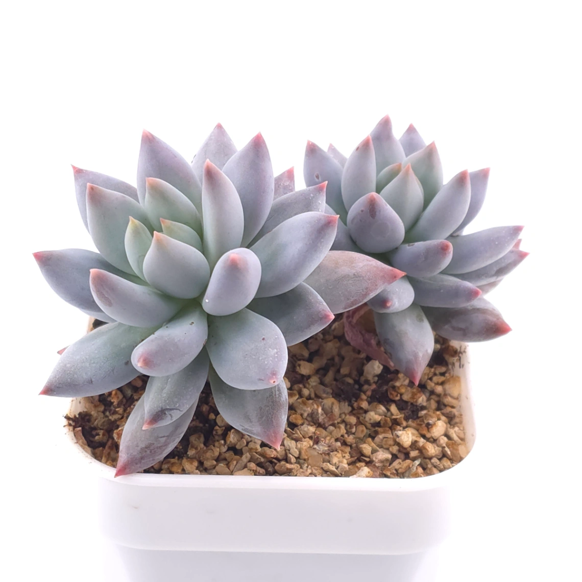 Pachyphytum ‘Hana Byul’ | 星玉 thumbnail 2