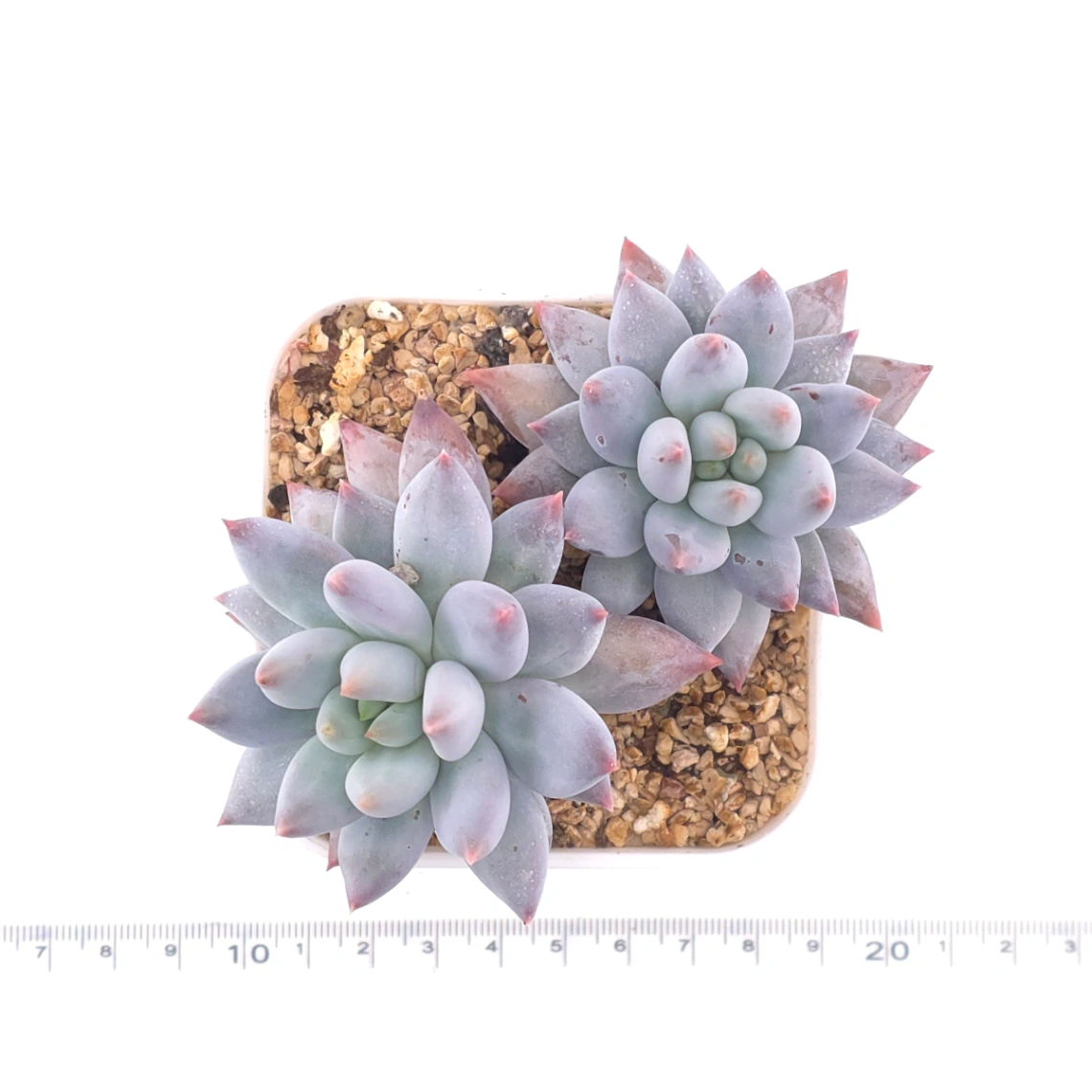 Pachyphytum ‘Hana Byul’ | 星玉 thumbnail 4
