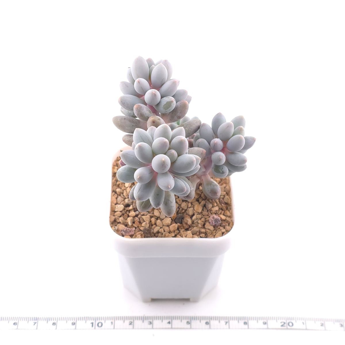 Pachyphytum ‘Machucae’ (Baby Finger) | 嬰兒手指 thumbnail 3