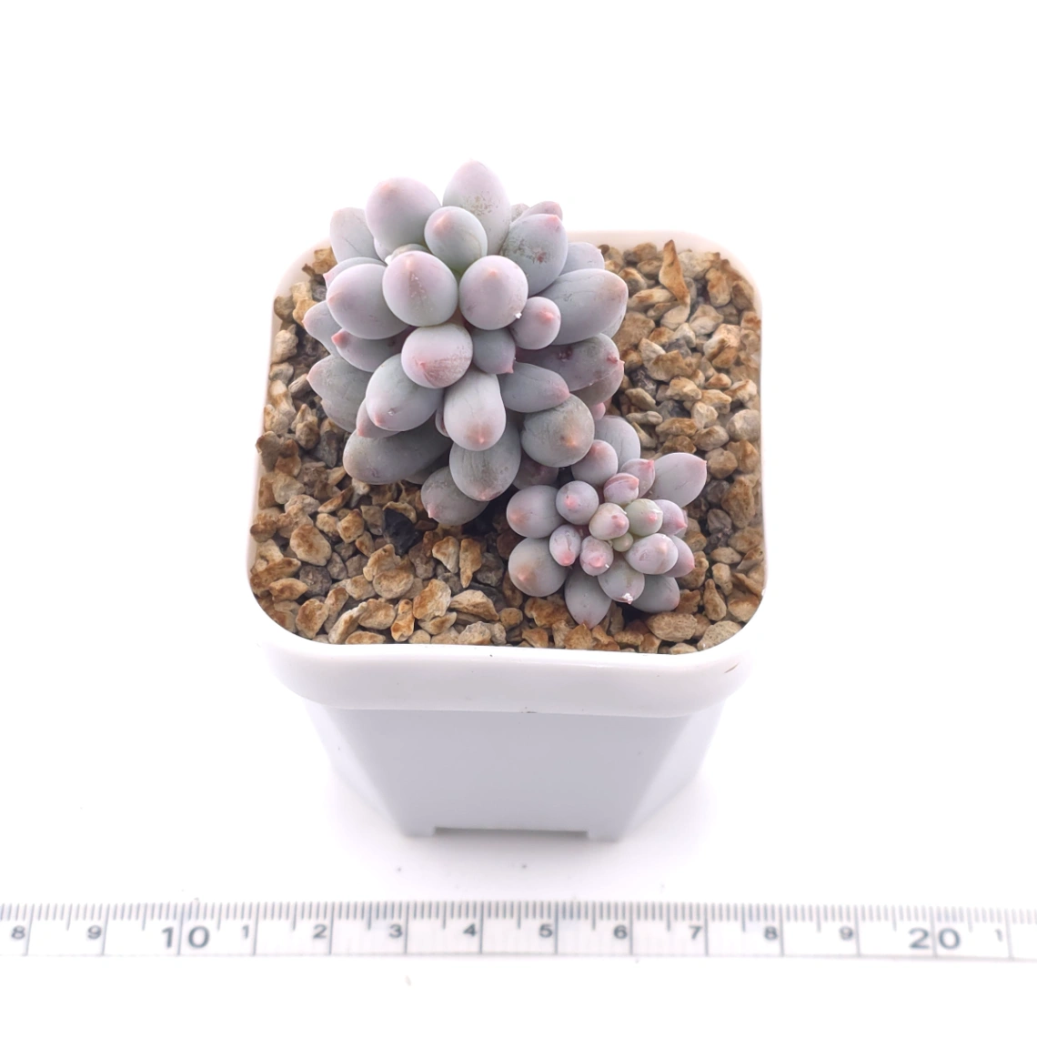 Pachyphytum ‘Machucae’ (Baby Finger) | 嬰兒手指 thumbnail 3
