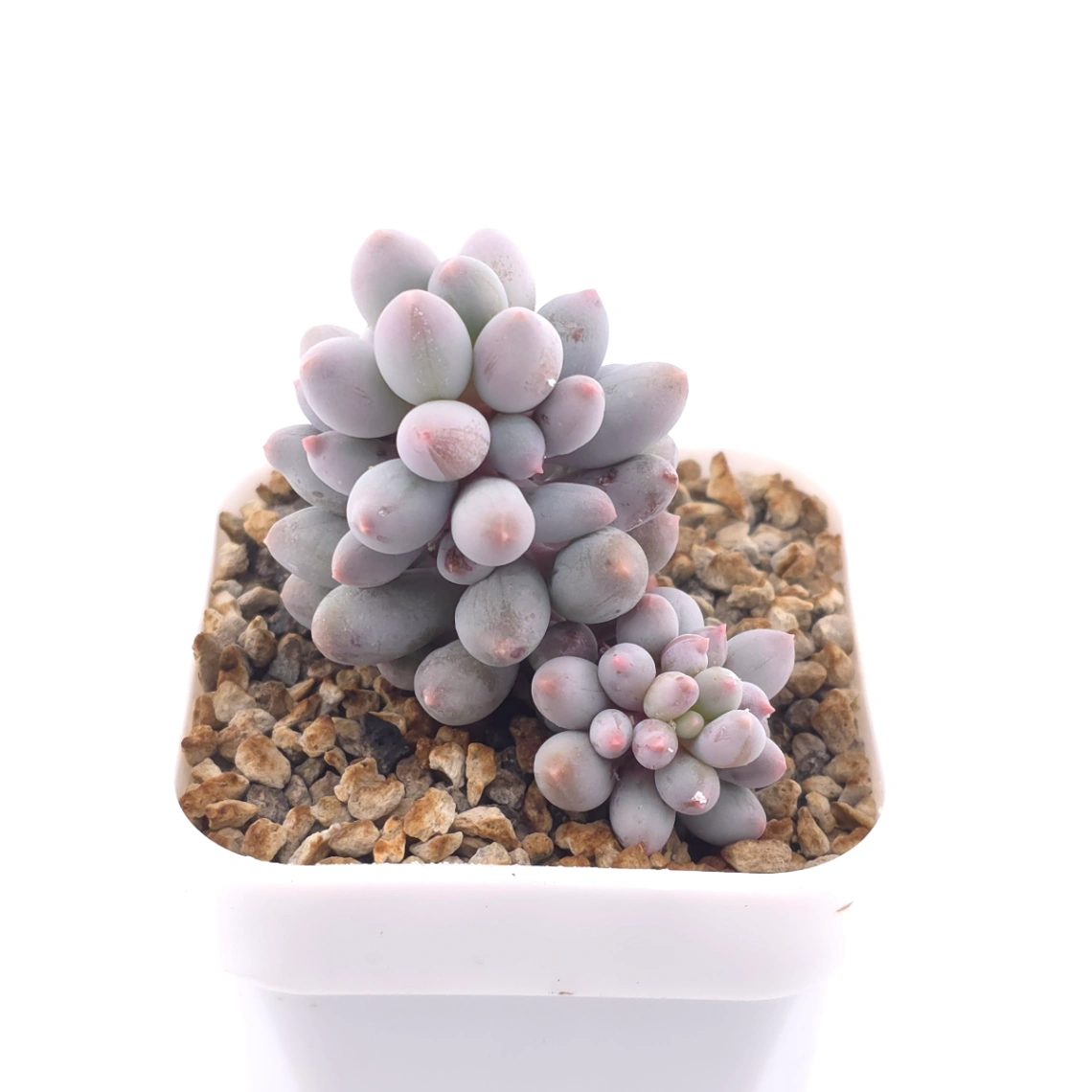 Pachyphytum ‘Machucae’ (Baby Finger) | 嬰兒手指 thumbnail 2