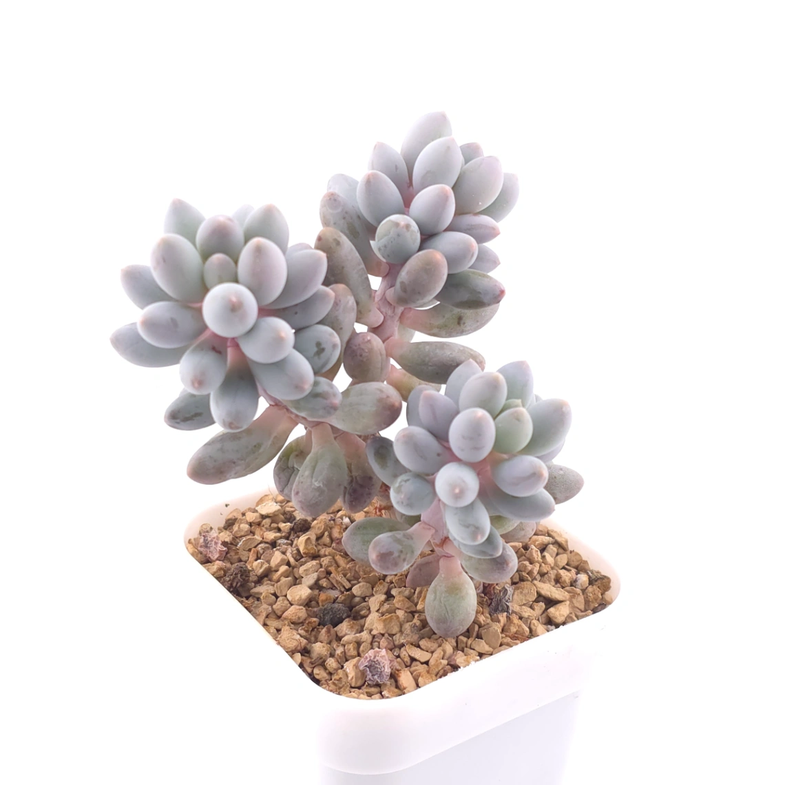 Pachyphytum ‘Machucae’ (Baby Finger) | 嬰兒手指 thumbnail 2