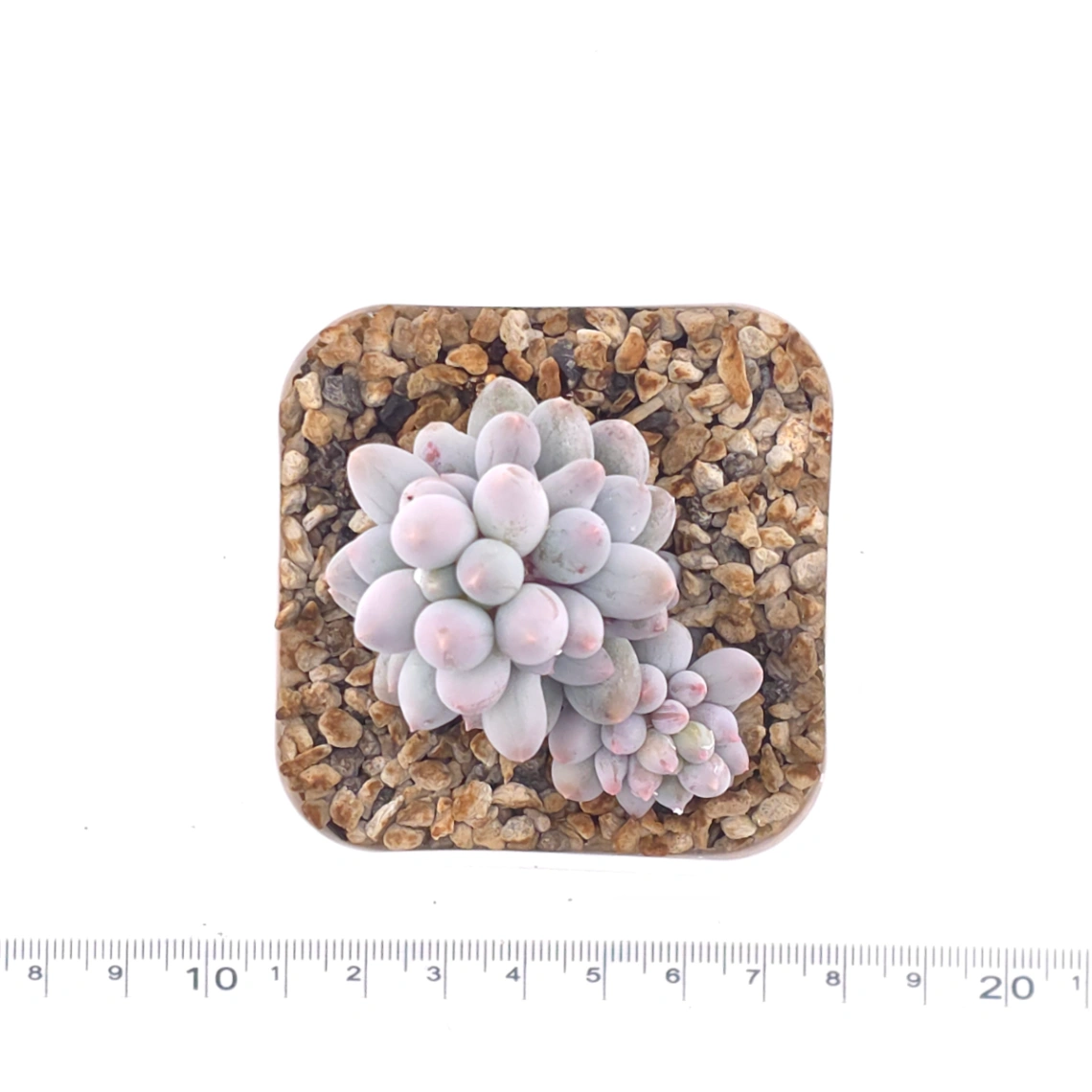 Pachyphytum ‘Machucae’ (Baby Finger) | 嬰兒手指 thumbnail 4