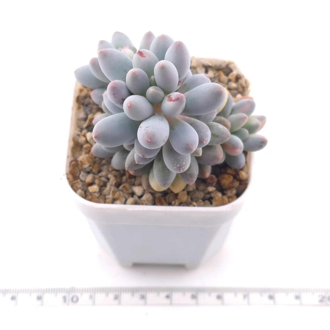 Pachyphytum ‘Machucae’ (Baby Finger) variegated | 嬰兒手指錦 thumbnail 3