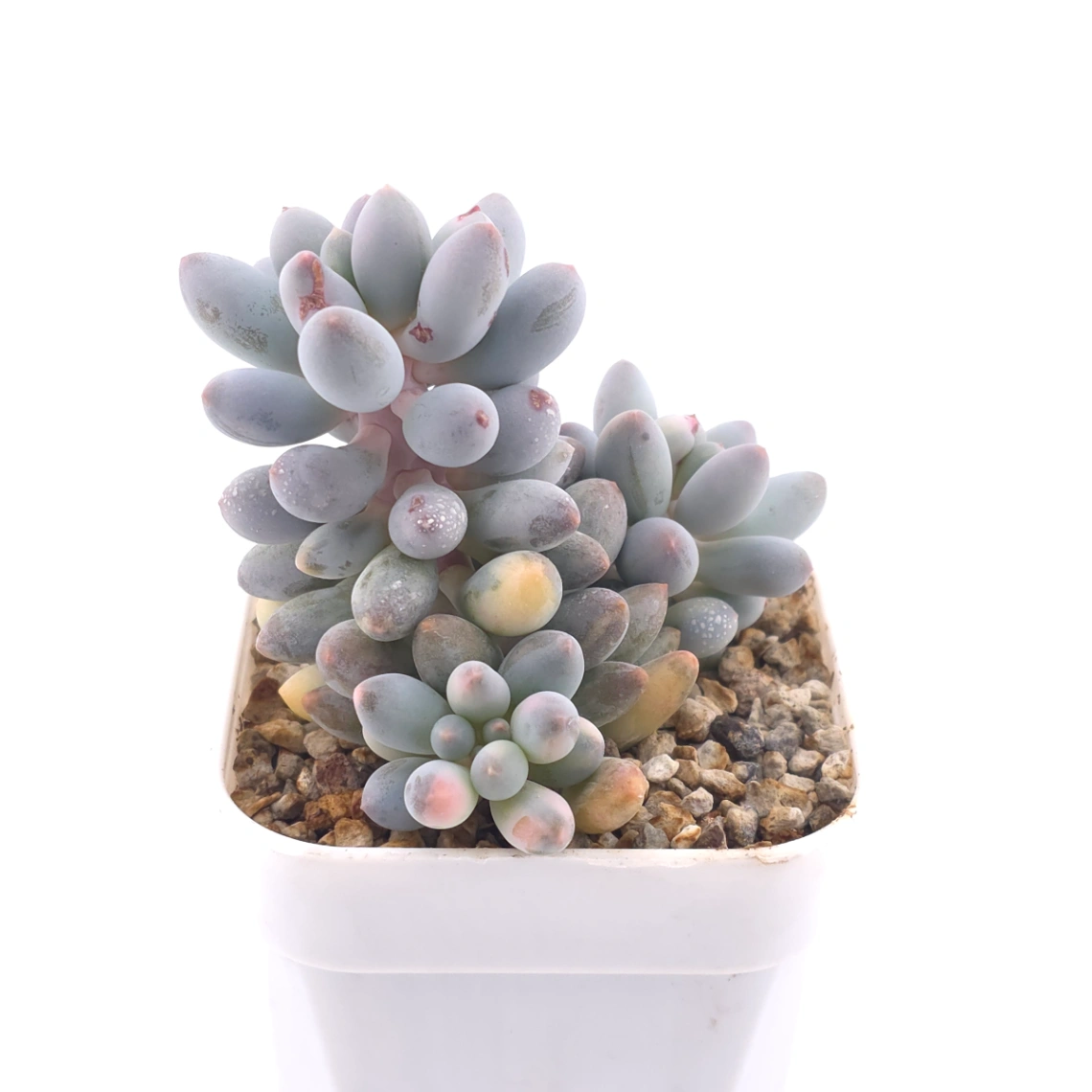 Pachyphytum ‘Machucae’ (Baby Finger) variegated | 嬰兒手指錦 thumbnail 2