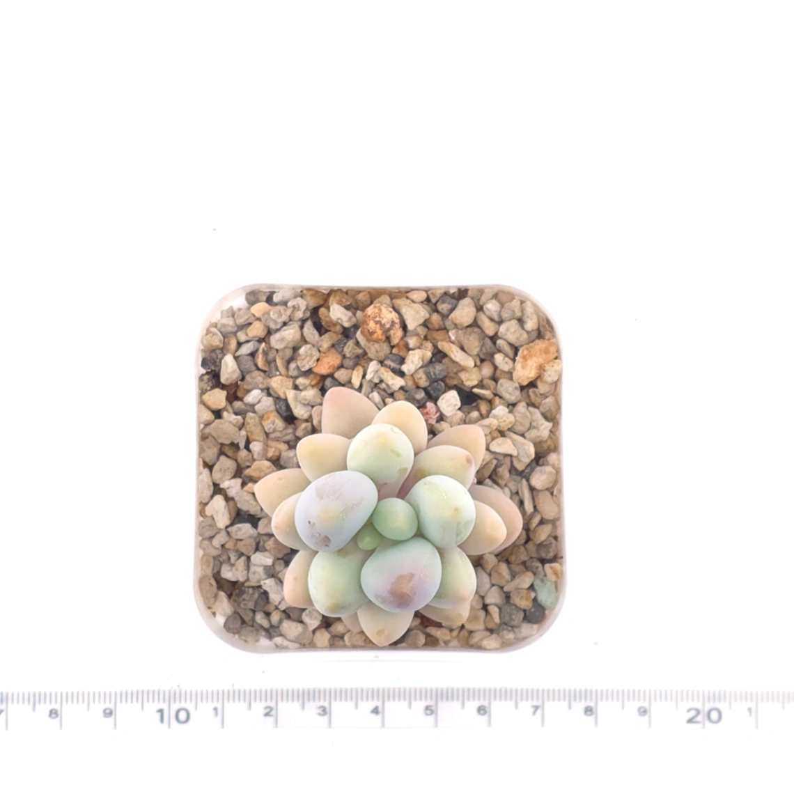 Pachyphytum ‘Sweet Dumpling’ | 湯圓 thumbnail 6