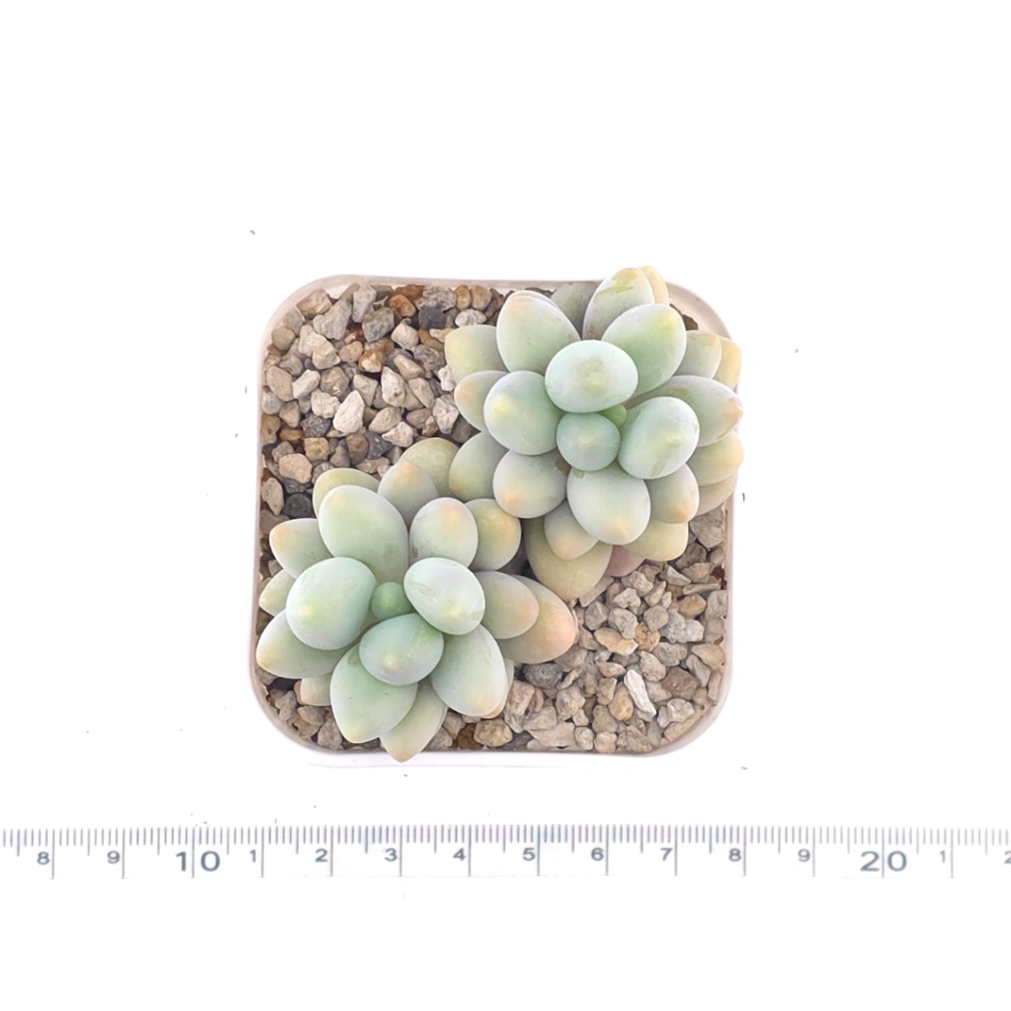 Pachyphytum ‘Sweet Dumpling’ | 湯圓 thumbnail 4