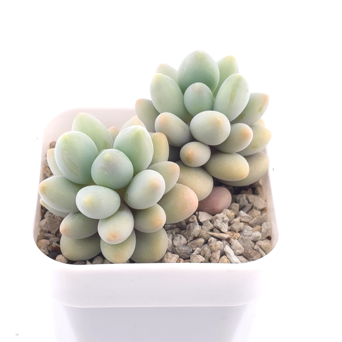 Pachyphytum ‘Sweet Dumpling’ | 湯圓 thumbnail 2