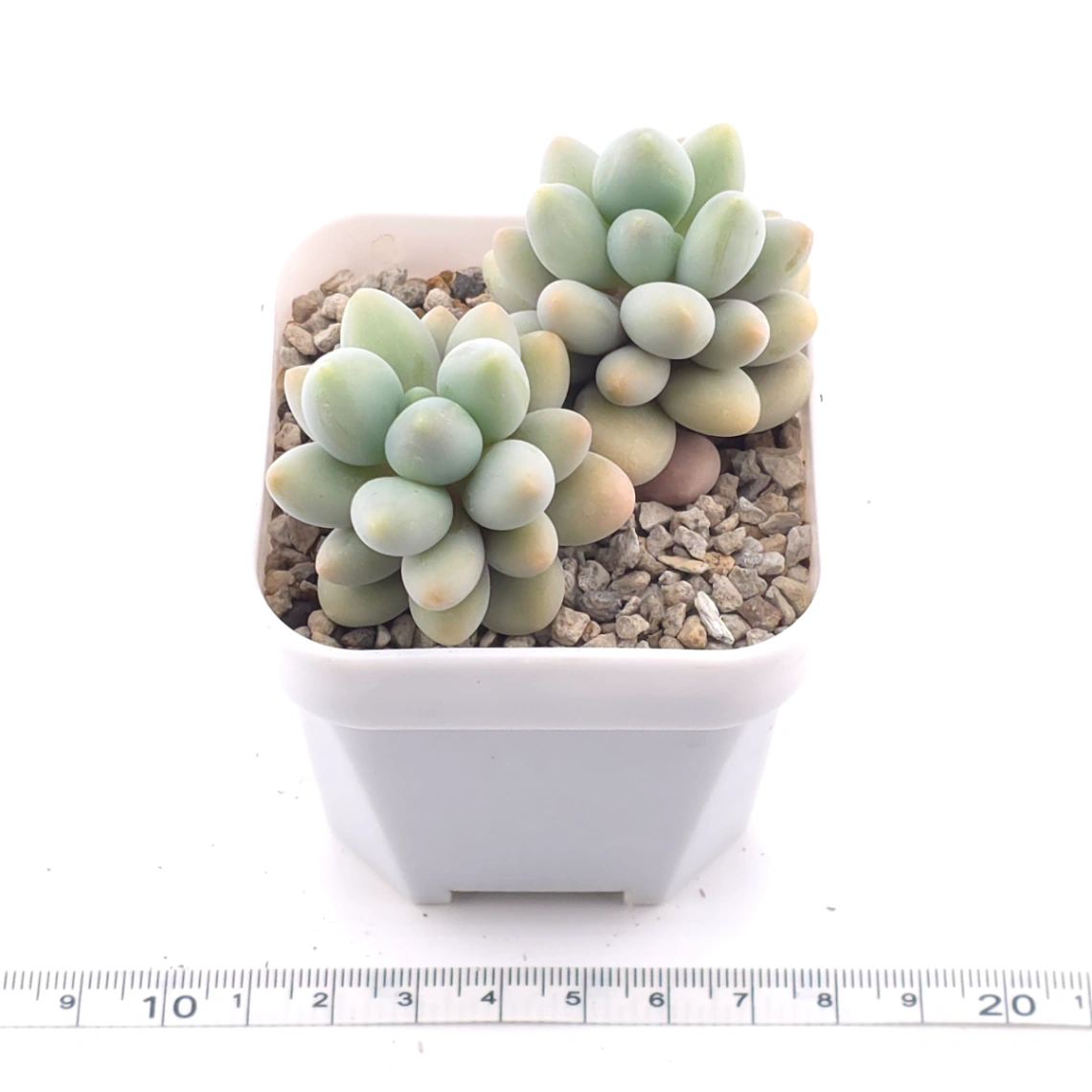 Pachyphytum ‘Sweet Dumpling’ | 湯圓 thumbnail 3
