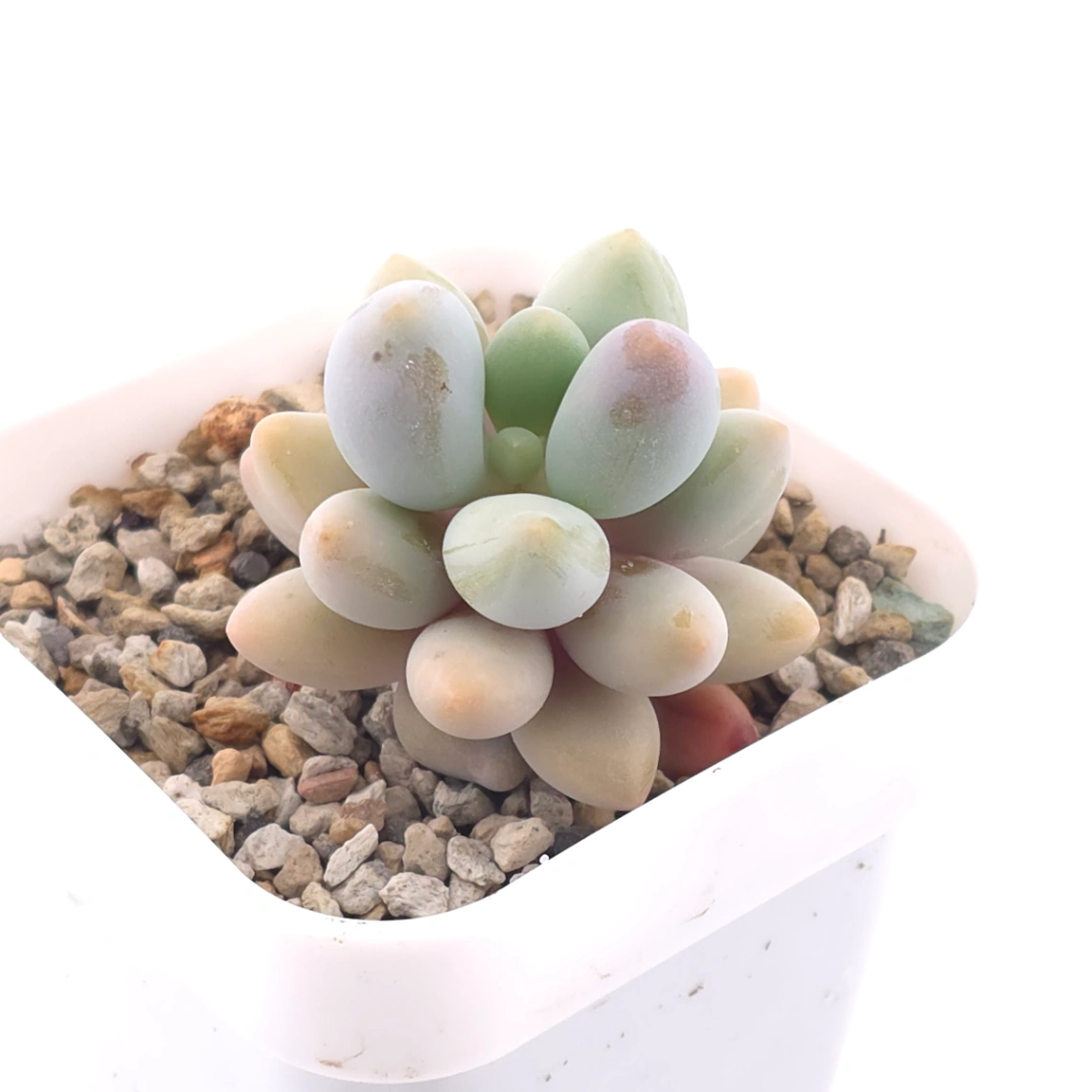 Pachyphytum ‘Sweet Dumpling’ | 湯圓 thumbnail 4