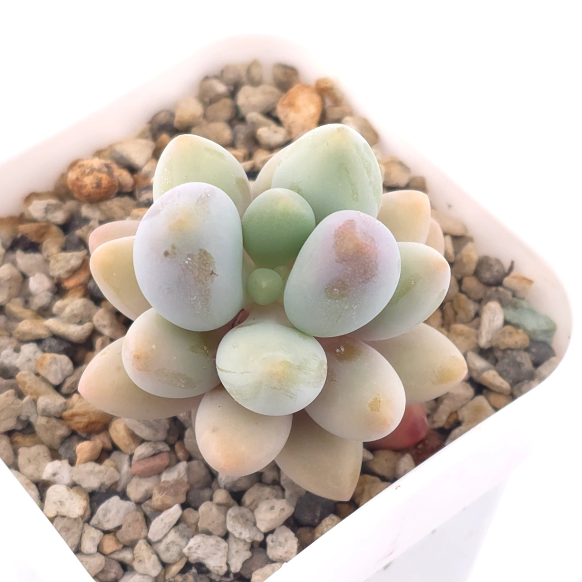 Pachyphytum ‘Sweet Dumpling’ | 湯圓 thumbnail 3