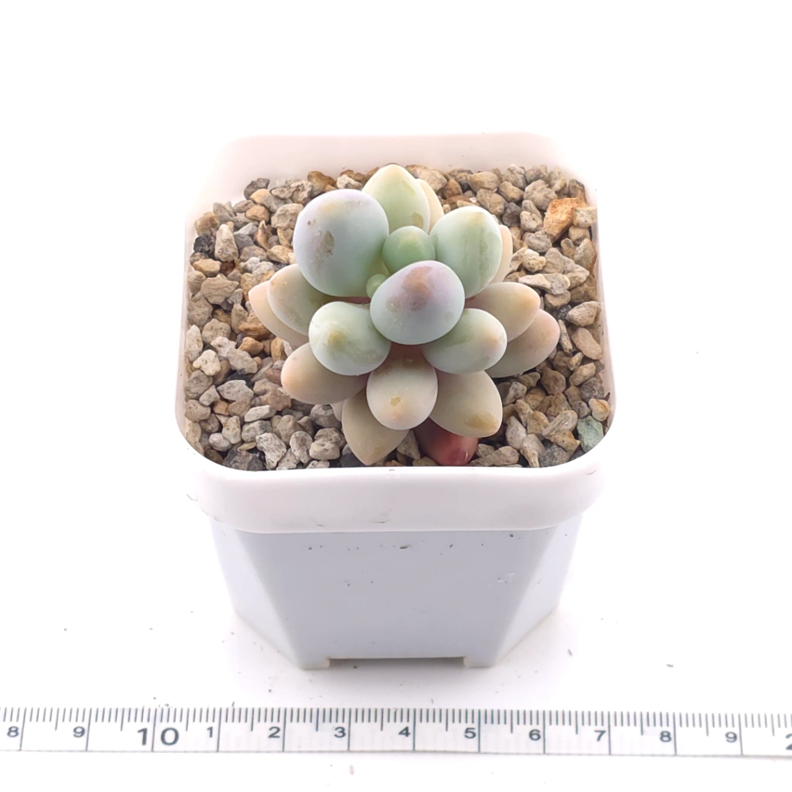 Pachyphytum ‘Sweet Dumpling’ | 湯圓 thumbnail 5