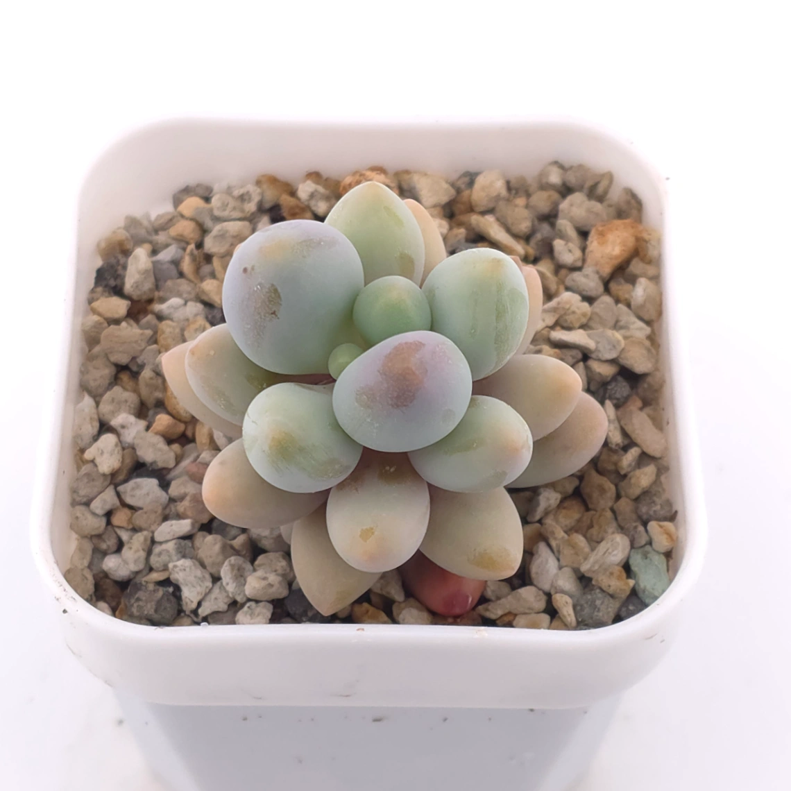Pachyphytum ‘Sweet Dumpling’ | 湯圓 thumbnail 2