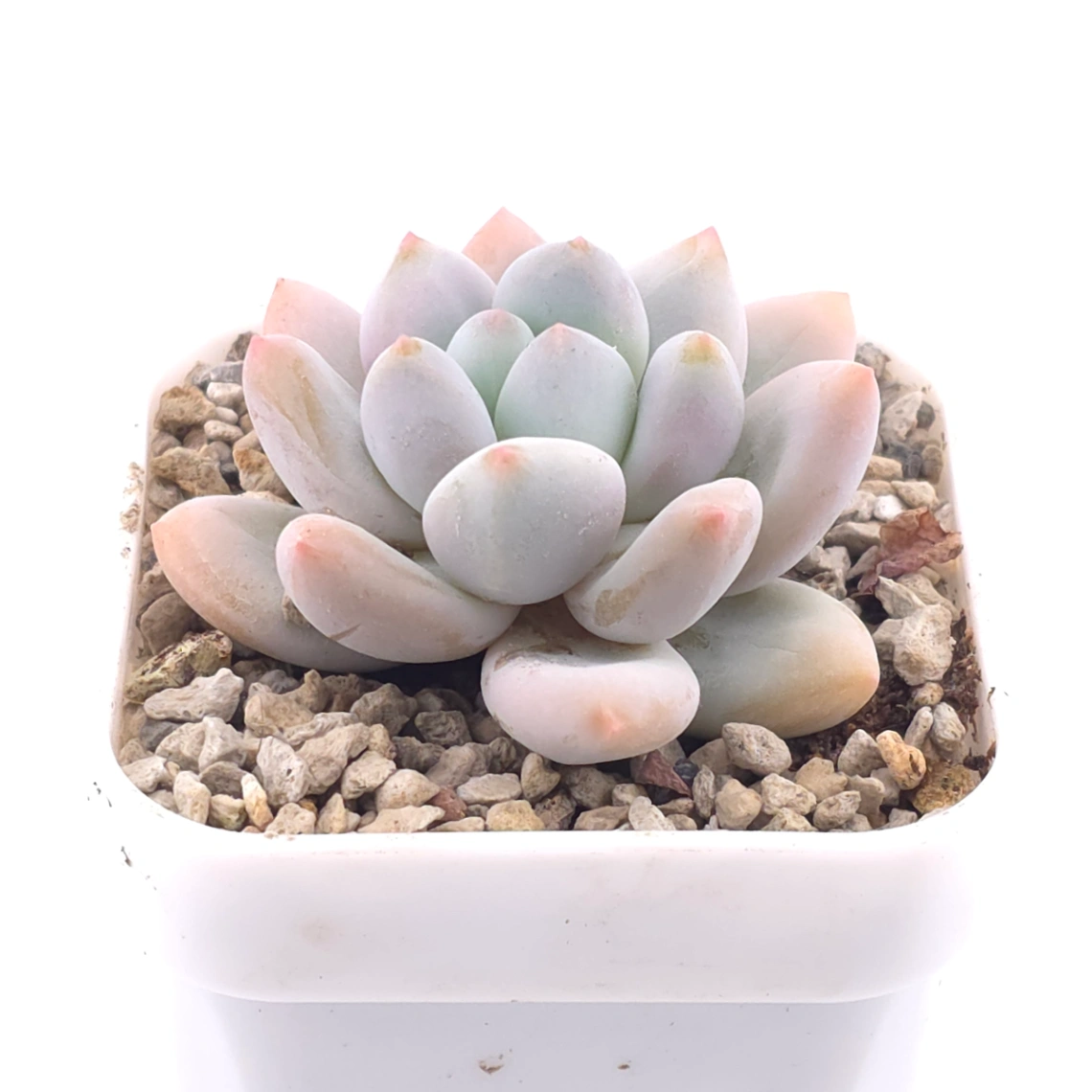 Pachyveria cv ‘Frevel’ | 弗雷費爾 thumbnail 2