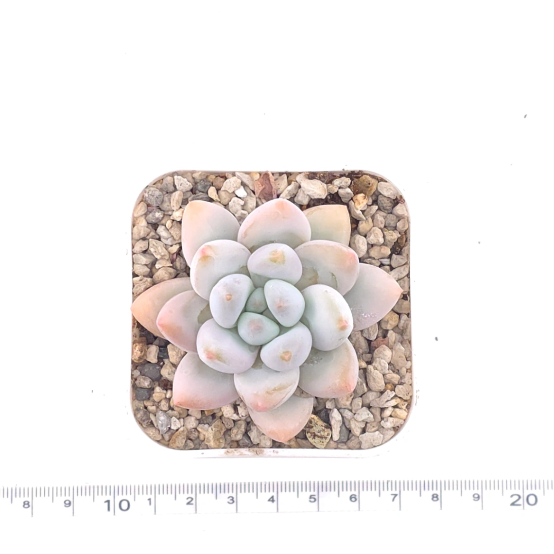 Pachyveria cv ‘Frevel’ | 弗雷費爾 thumbnail 4