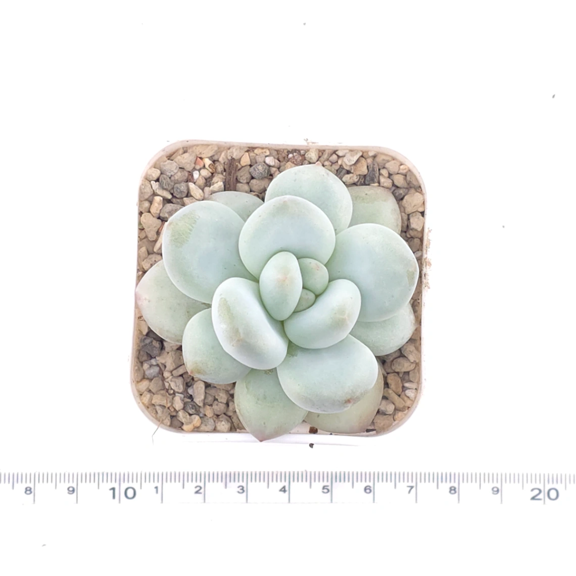 Pachyveria cv ‘Frevel’ | 弗雷費爾 thumbnail 4