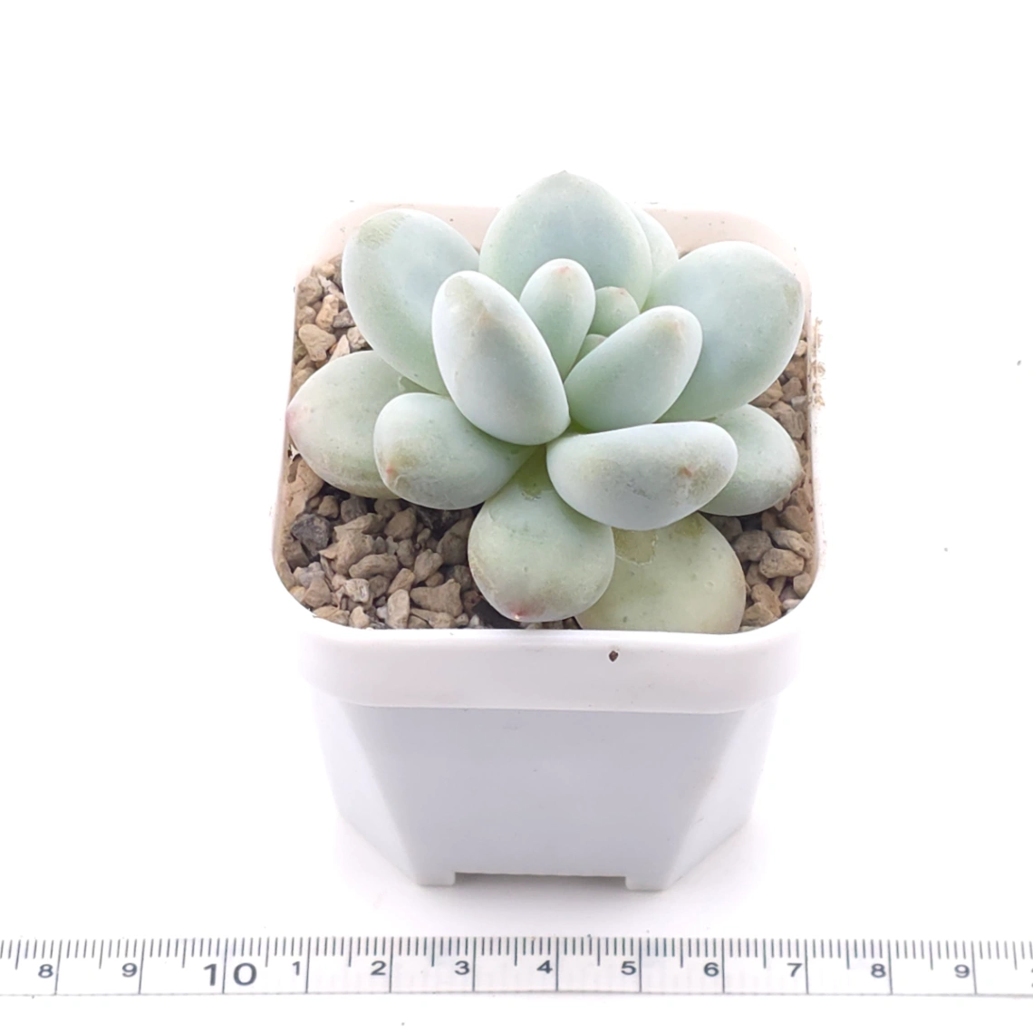 Pachyveria cv ‘Frevel’ | 弗雷費爾 thumbnail 2