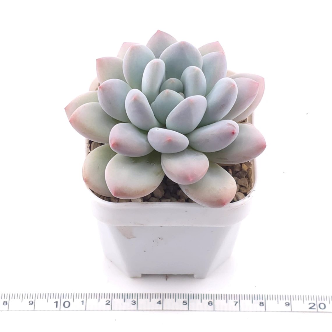 Pachyveria ‘Perfume’ | 香水 thumbnail 3