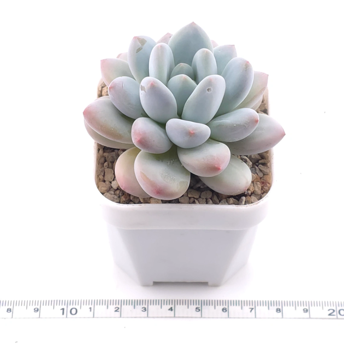 Pachyveria ‘Perfume’ | 香水 thumbnail 3