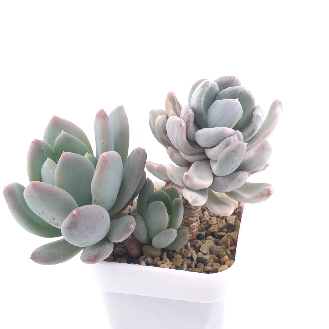 Pachyveria ‘Roly Poly’ white variegated | 白斑玉蓮球錦 thumbnail 2