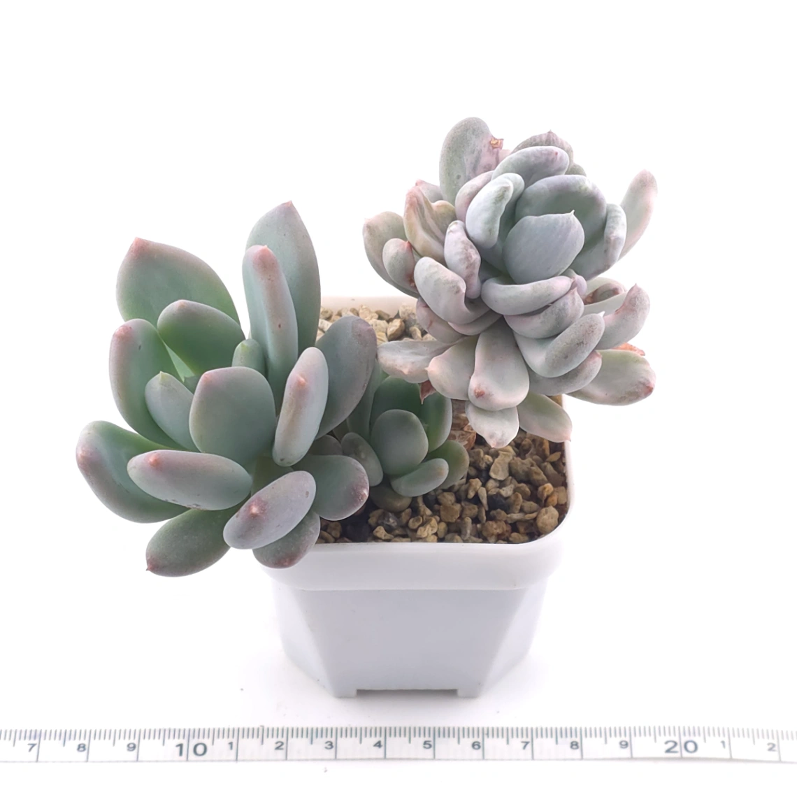 Pachyveria ‘Roly Poly’ white variegated | 白斑玉蓮球錦 thumbnail 3