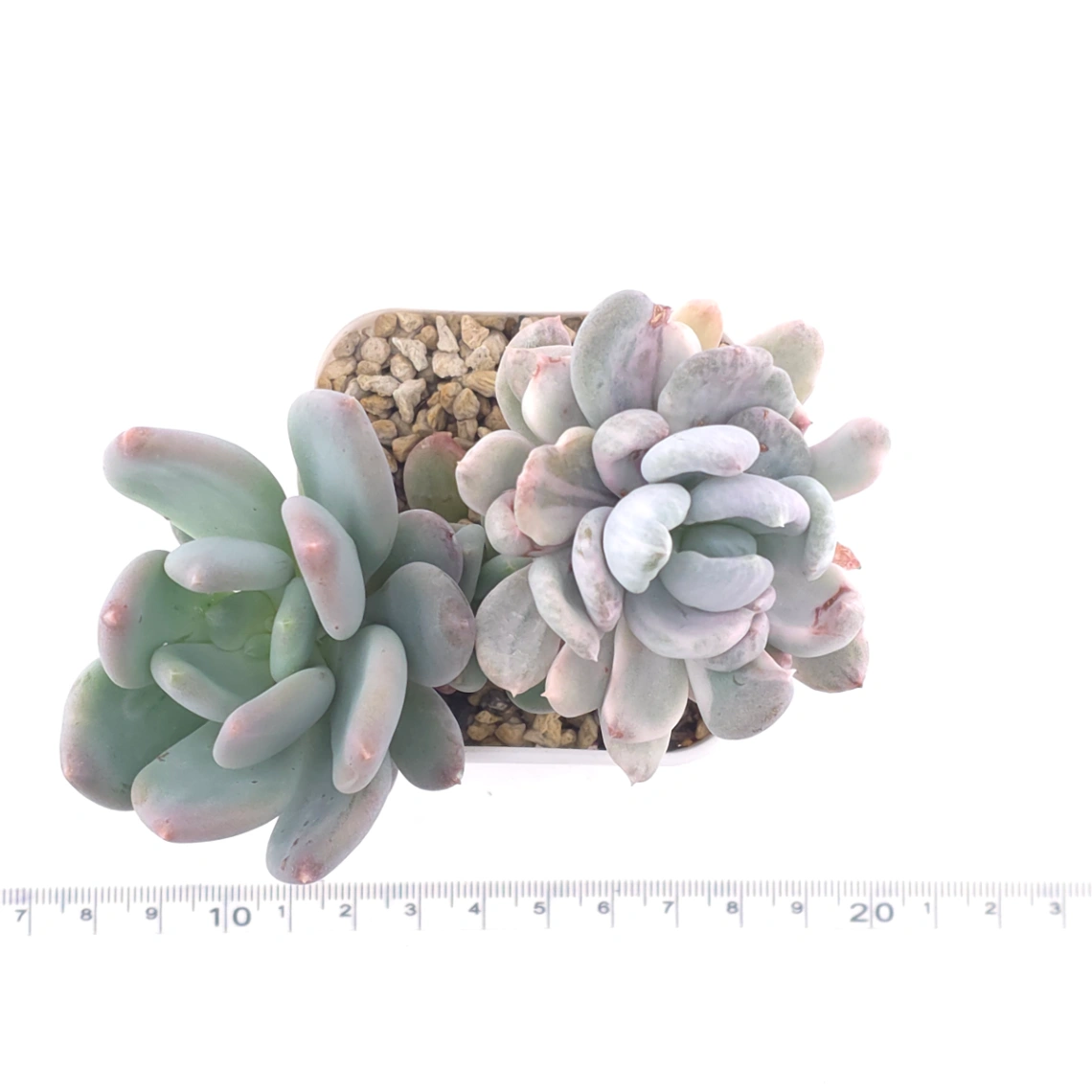 Pachyveria ‘Roly Poly’ white variegated | 白斑玉蓮球錦 thumbnail 4