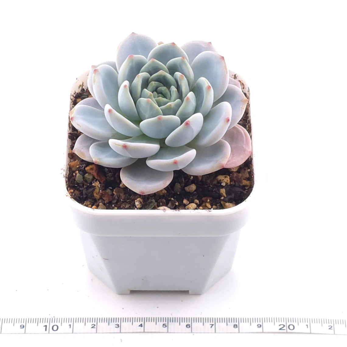 Echeveria ‘Snow Angel’ | 雪天使 thumbnail 3