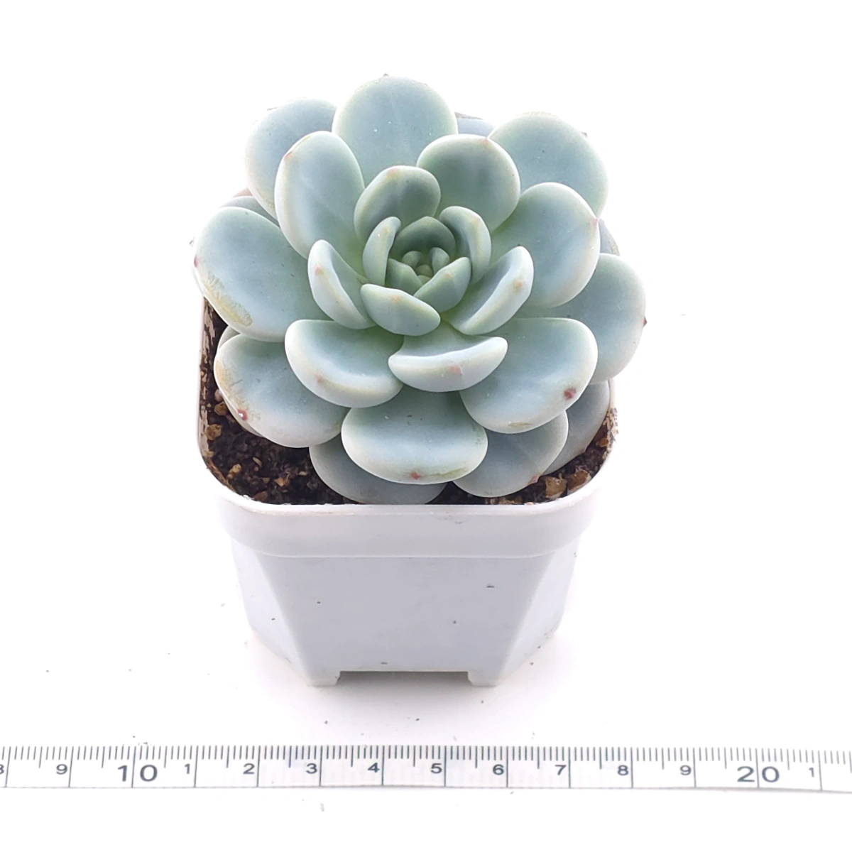 Echeveria ‘Snow Angel’ | 雪天使 thumbnail 3