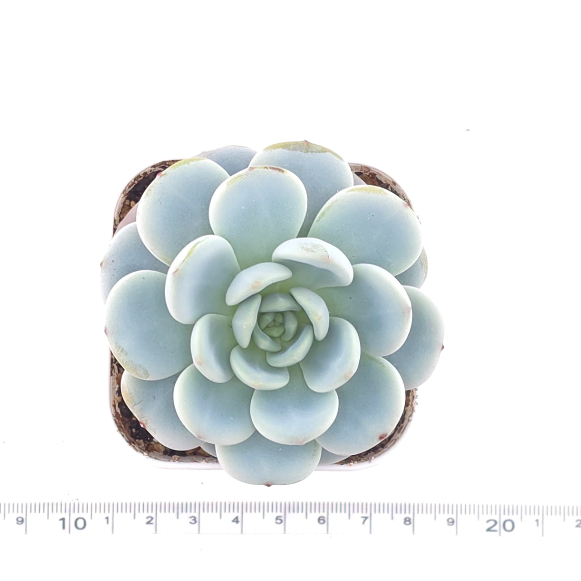 Echeveria ‘Snow Angel’ | 雪天使 thumbnail 4