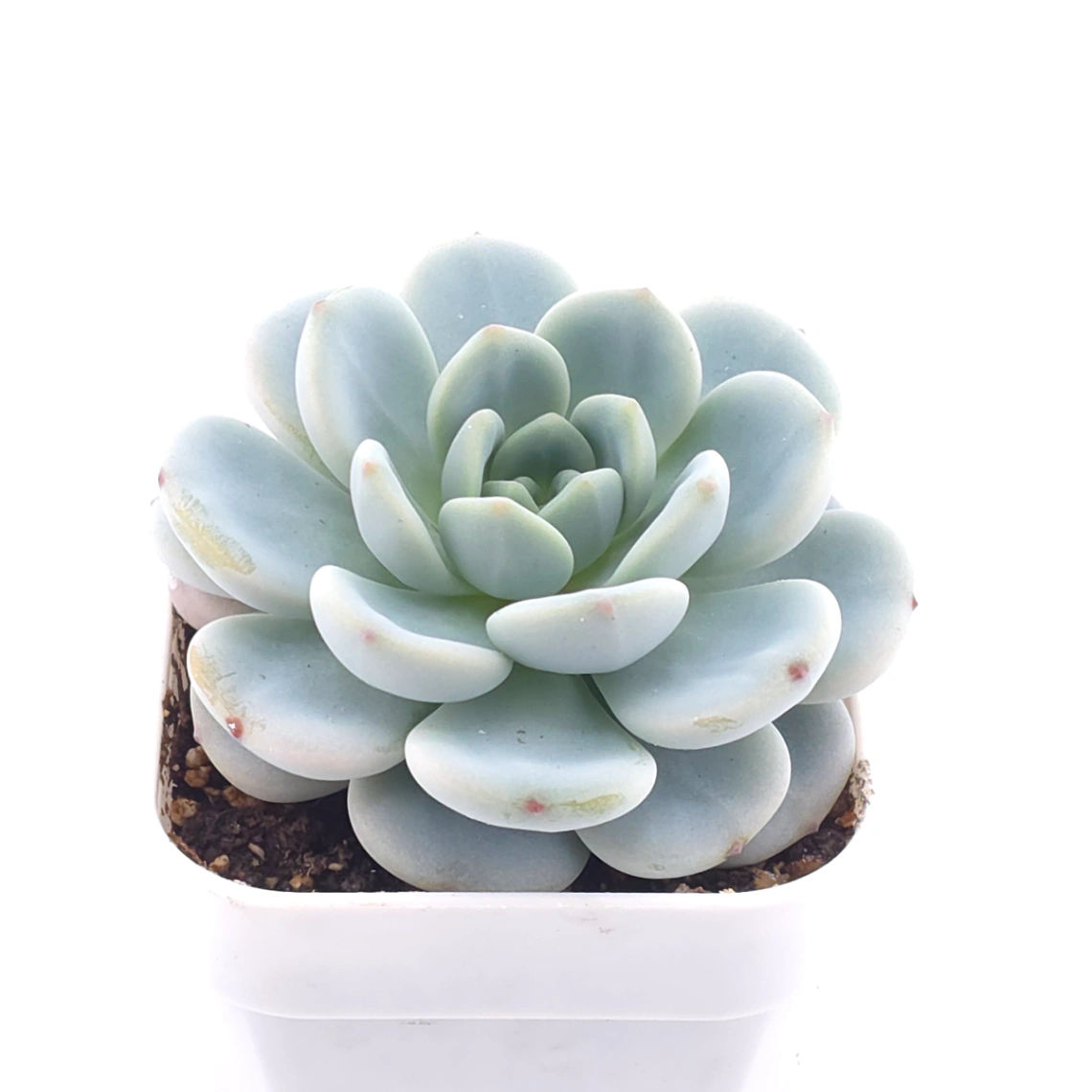 Echeveria ‘Snow Angel’ | 雪天使 thumbnail 2