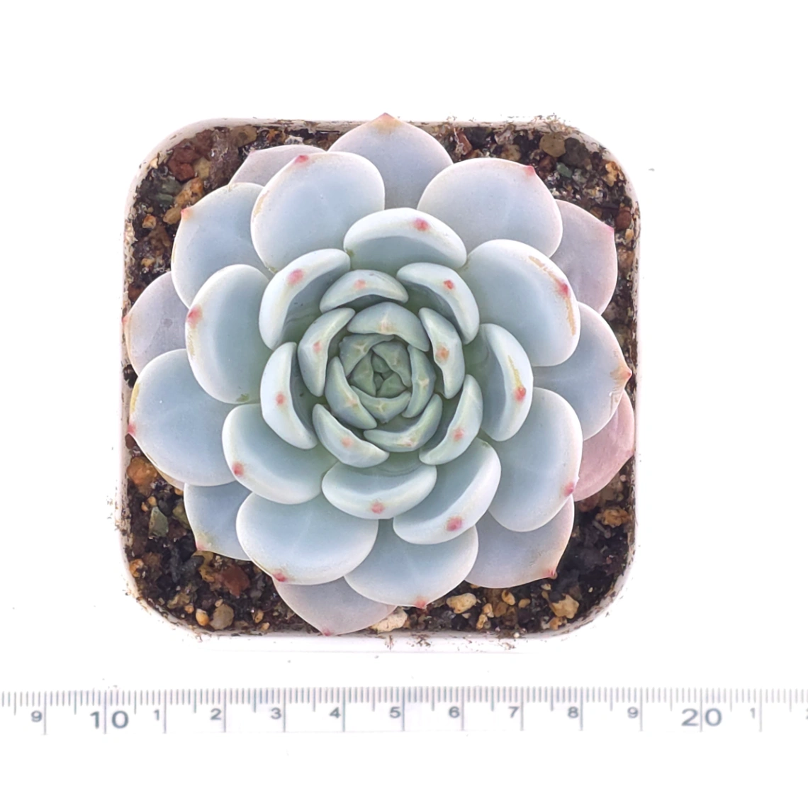 Echeveria ‘Snow Angel’ | 雪天使 thumbnail 4