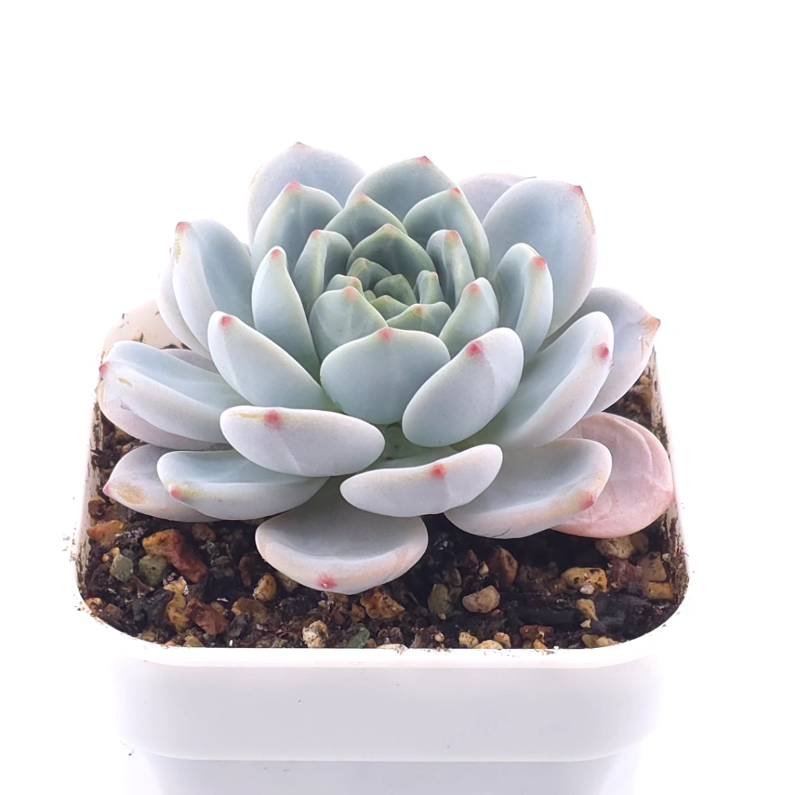 Echeveria ‘Snow Angel’ | 雪天使 thumbnail 2