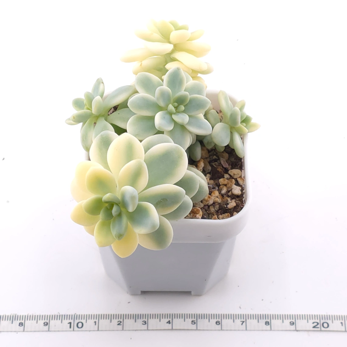 Sedum clavatum variegated clustering | 勞爾錦群 thumbnail 3