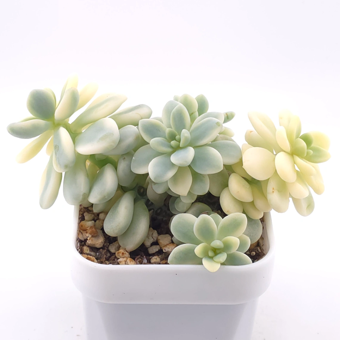 Sedum clavatum variegated clustering | 勞爾錦群 thumbnail 2